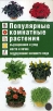 Популярные комнатные растения Серия: Коллекция практических знаний инфо 11905q.